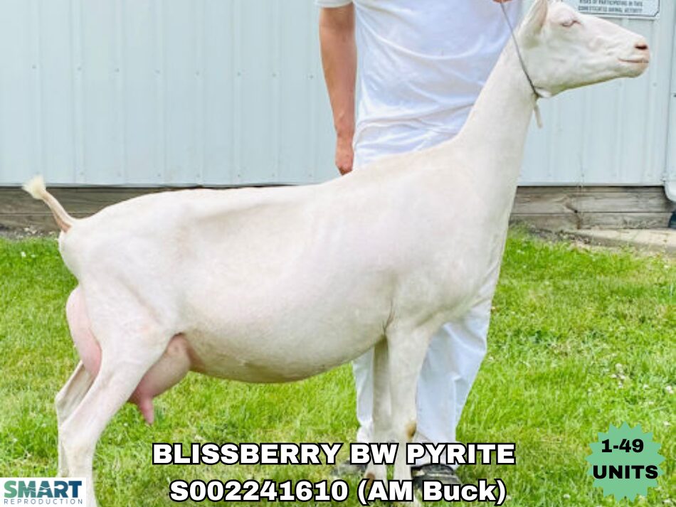 BLISSBERRY BW PYRITE (1-49 units)