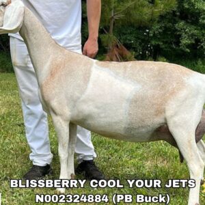 BLISSBERRY COOL YOUR JETS (50+ units)