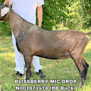 BLISSBERRY MIC DROP (50+ units)