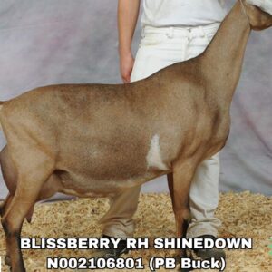 BLISSBERRY RH SHINEDOWN (1-49 units)