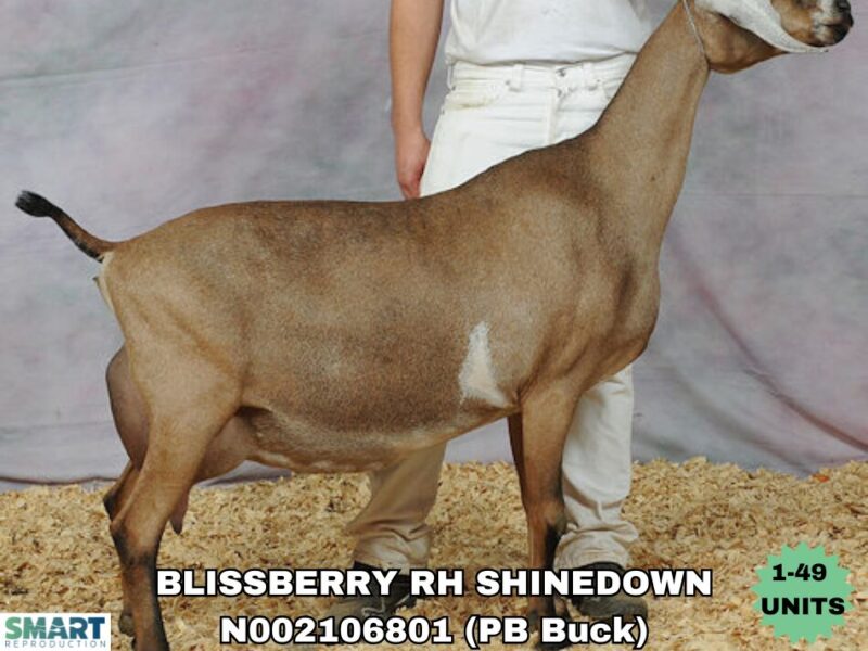 BLISSBERRY RH SHINEDOWN (1-49 units)