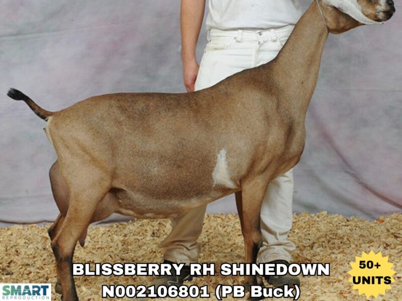 BLISSBERRY RH SHINEDOWN (50+ units)