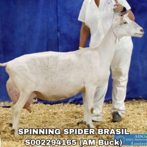 SPINNING SPIDER BRASIL (1-49 units)